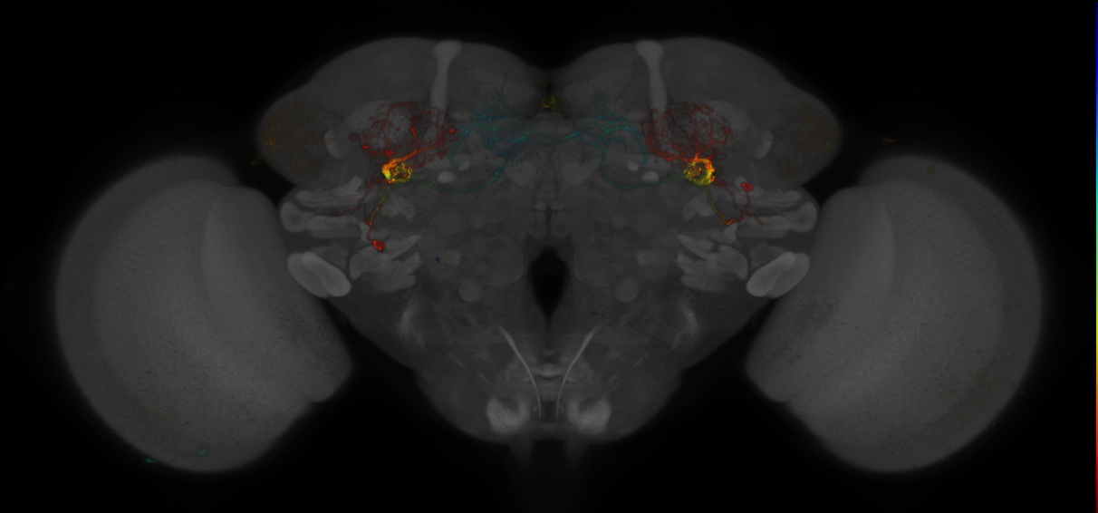 JRC_MB242A_Brain_2014_20121018_33_H4_20x