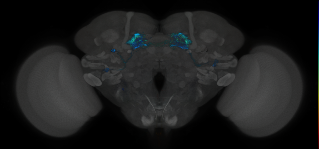 JRC_MB083C_Brain_2014_20121018_33_I1_20x