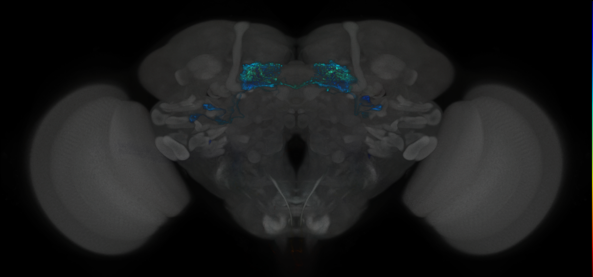 JRC_MB083C_Brain_2014_20121018_33_I2_20x