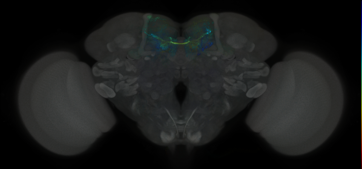 JRC_MB042B_Brain_2014_20121001_31_A3_20x