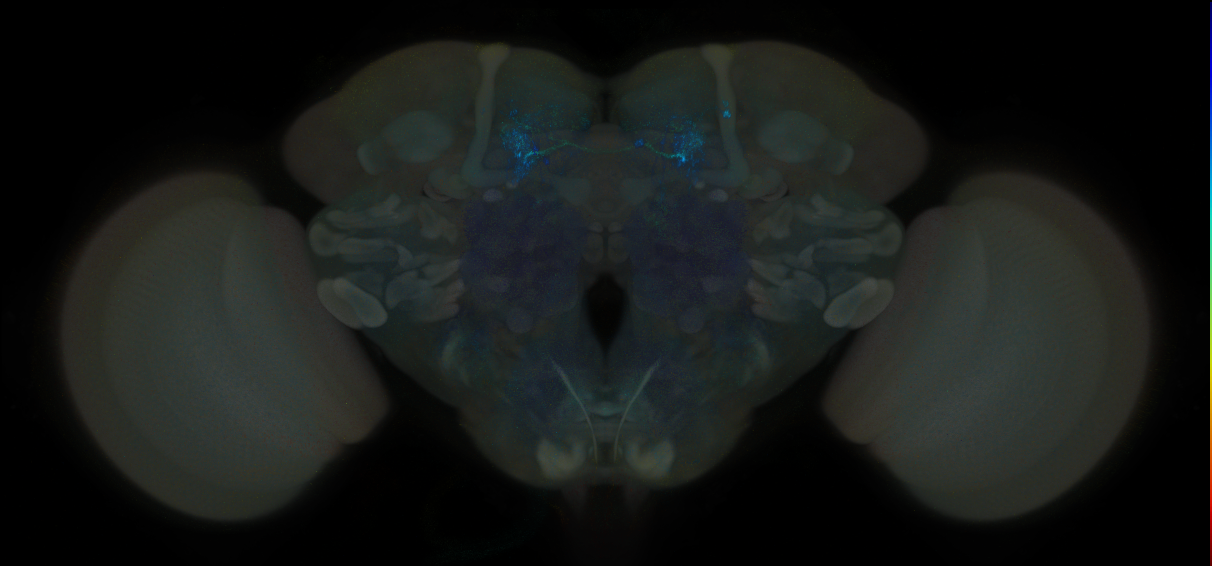 JRC_MB195B_Brain_2014_20121001_31_C2_20x