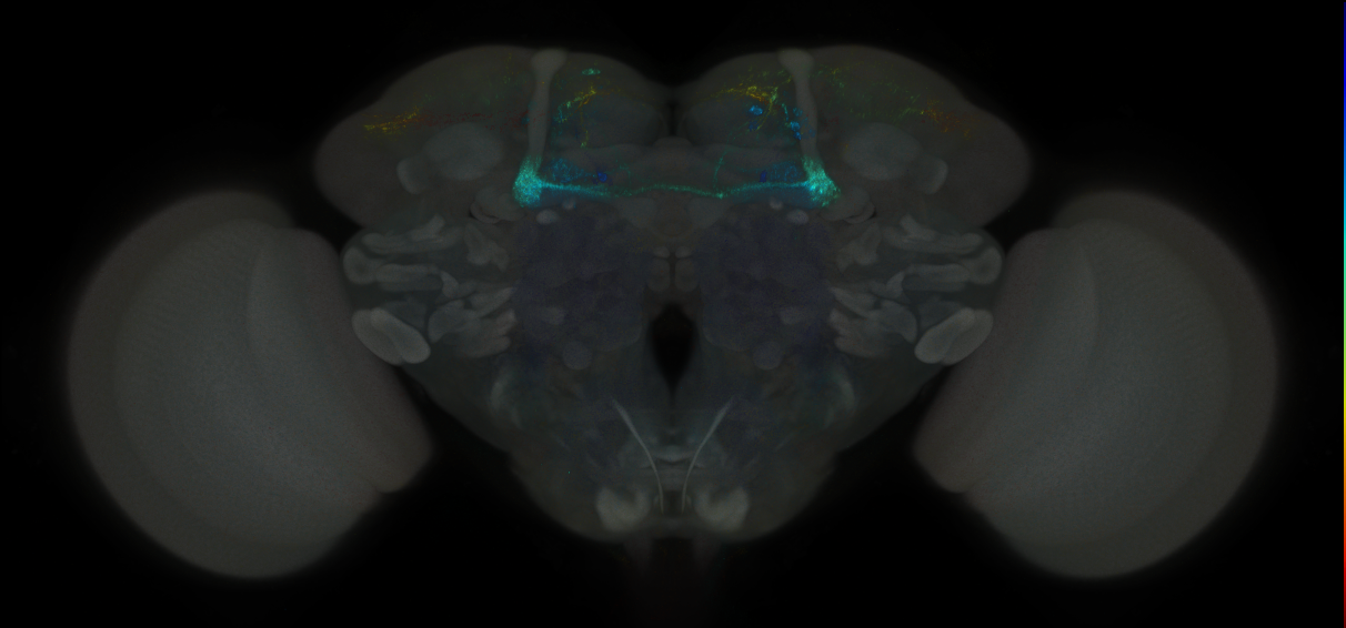 JRC_MB043B_Brain_2014_20121001_31_E2_20x