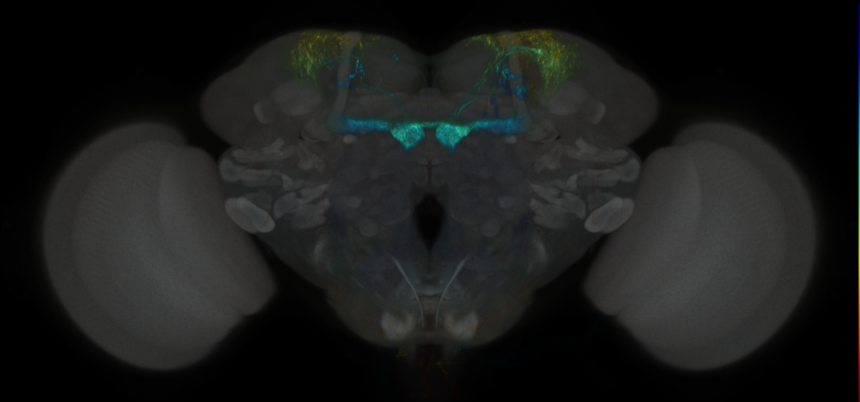 JRC_MB213B_Brain_2014_20121019_32_A3_20x