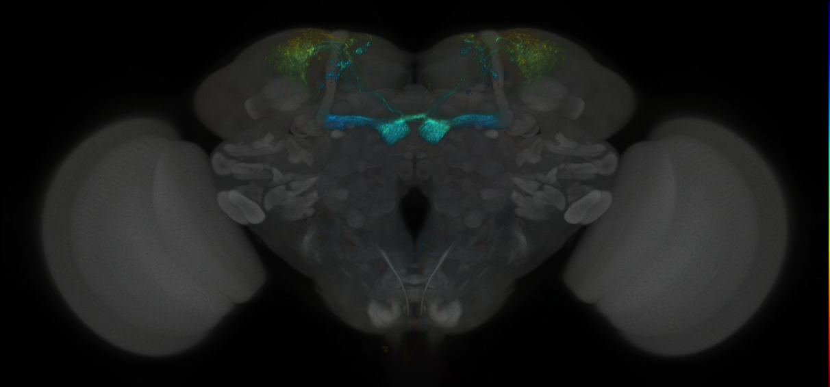 JRC_MB213B_Brain_2014_20121019_32_A4_20x