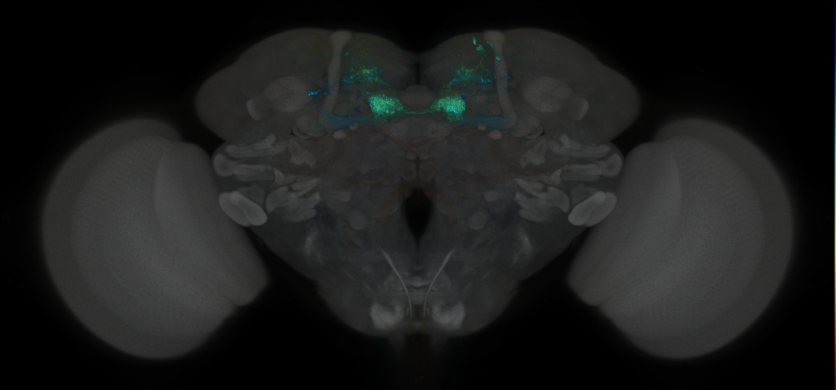 JRC_MB047B_Brain_2014_20121019_32_B3_20x