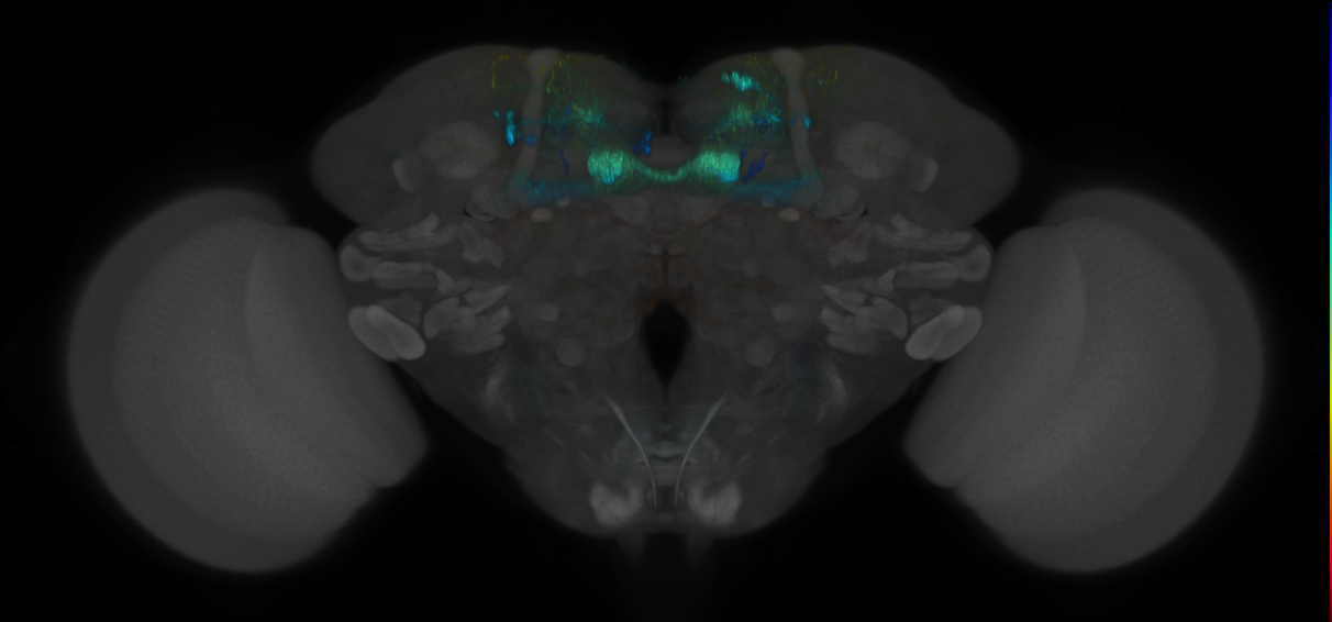 JRC_MB047B_Brain_2014_20121019_32_B5_20x