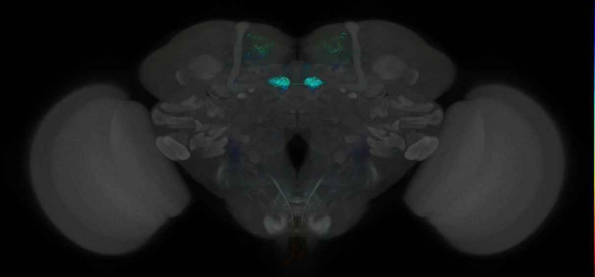 JRC_MB109B_Brain_2014_20121019_32_E1_20x