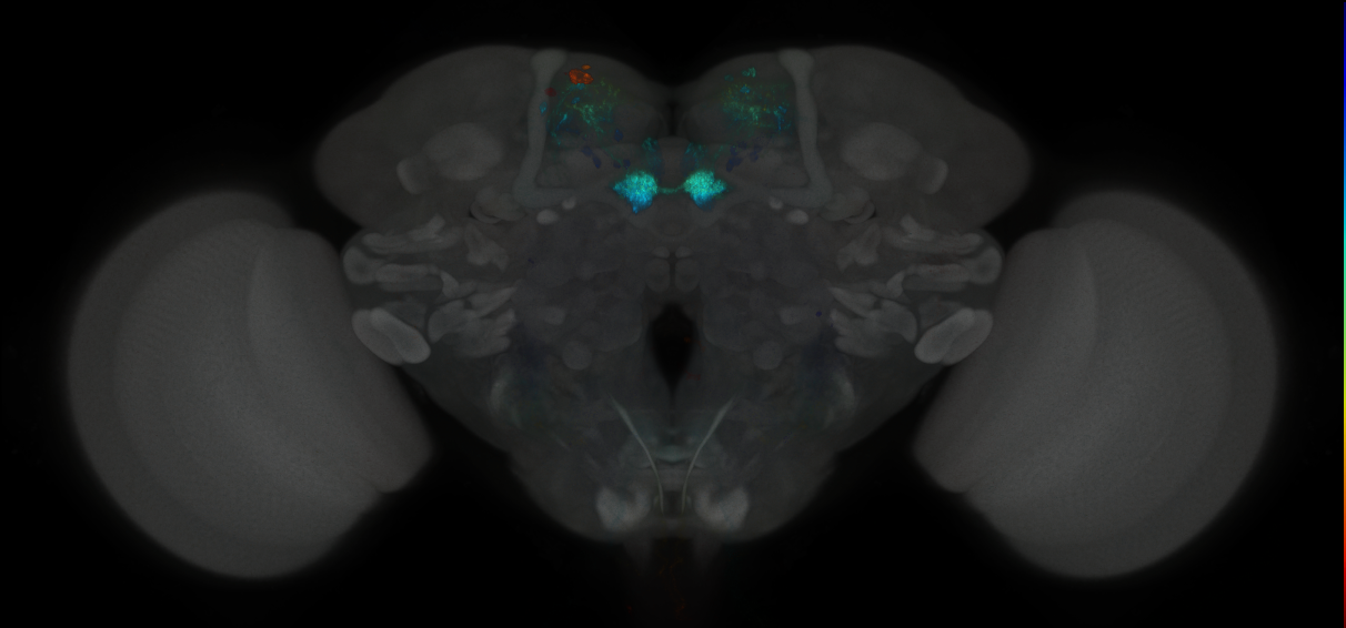 JRC_MB109B_Brain_2014_20121019_32_E3_20x