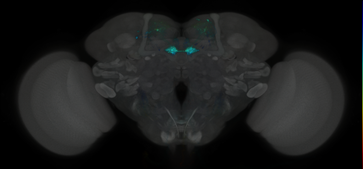 JRC_MB109B_Brain_2014_20121019_32_E4_20x
