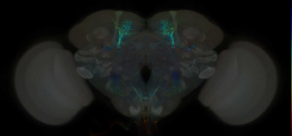 JRC_MB057B_Brain_2014_20121023_31_A3_20x