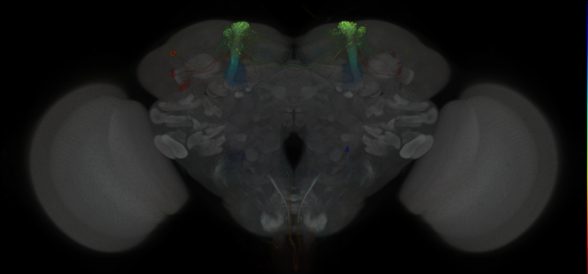 JRC_MB060B_Brain_2014_20121120_31_D5_20x