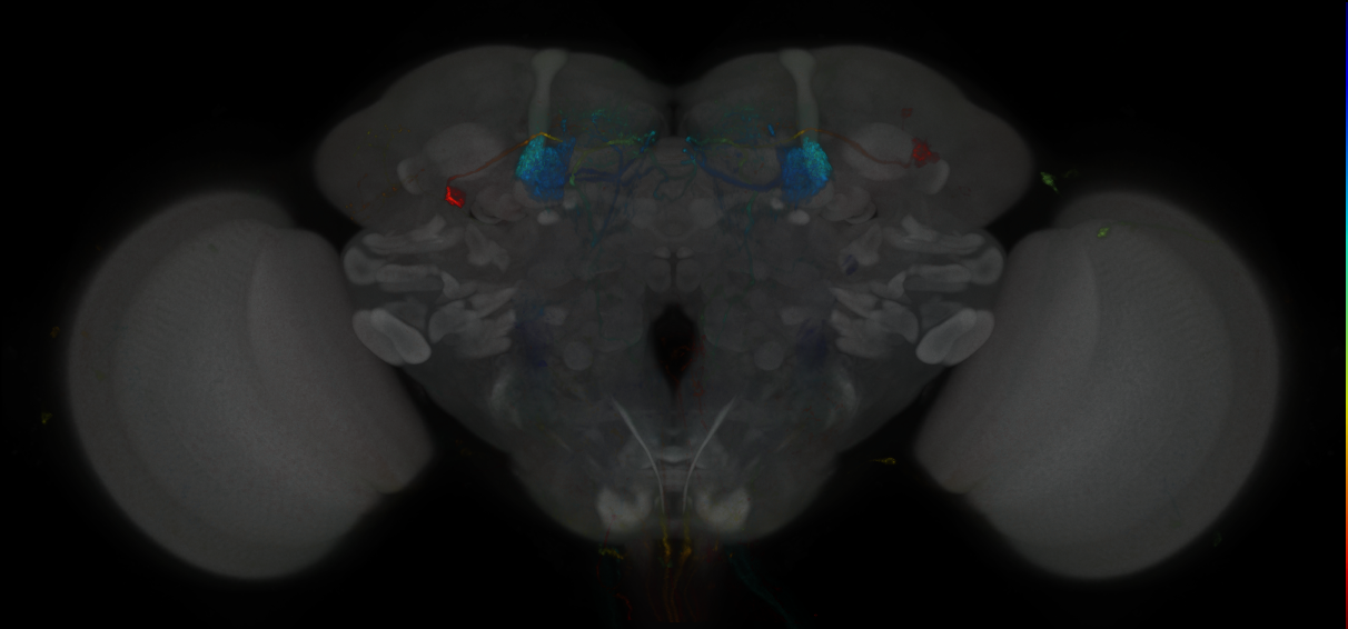 JRC_MB296B_Brain_2014_20121120_32_C1_20x