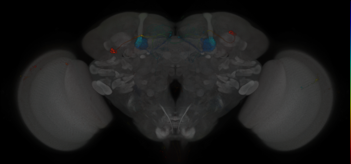 JRC_MB296B_Brain_2014_20121120_32_C3_20x