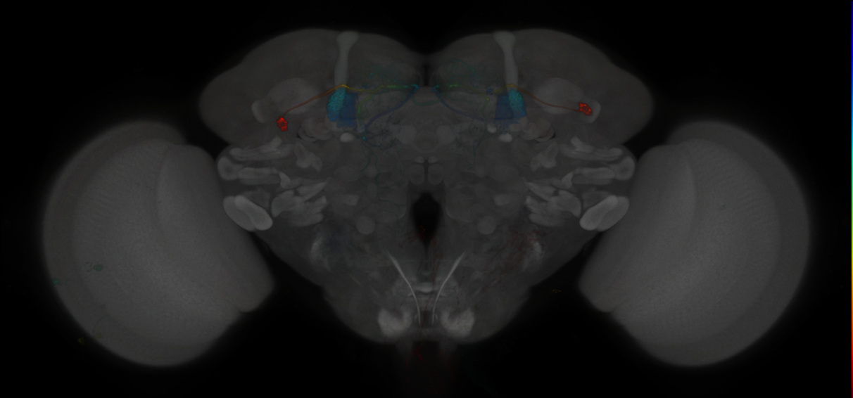 JRC_MB296B_Brain_2014_20121120_32_C4_20x