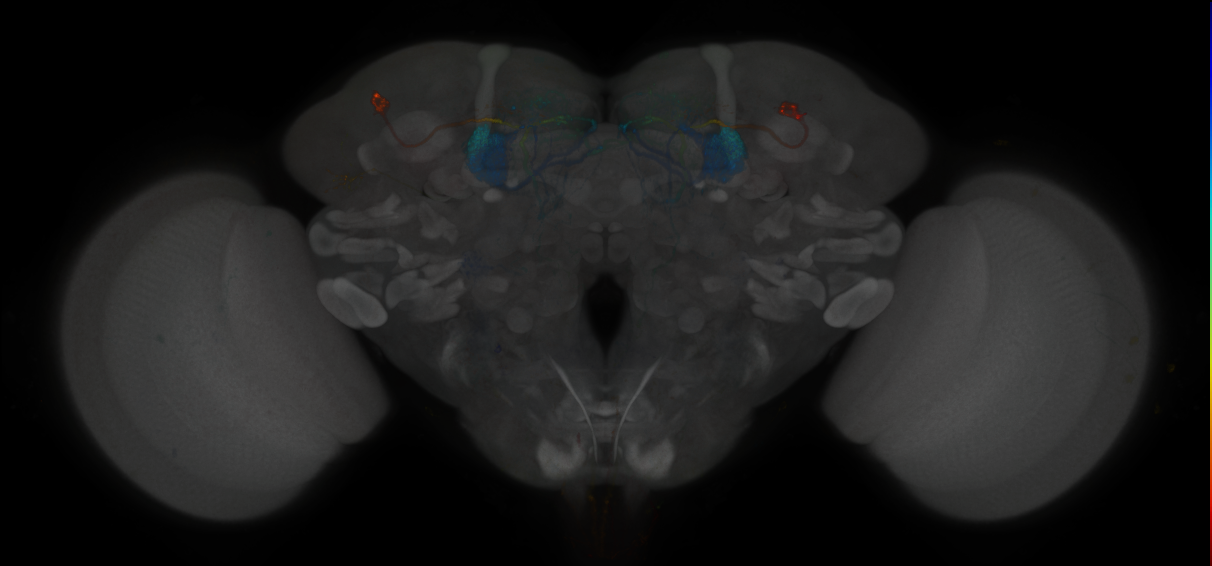JRC_MB296B_Brain_2014_20121120_32_C5_20x