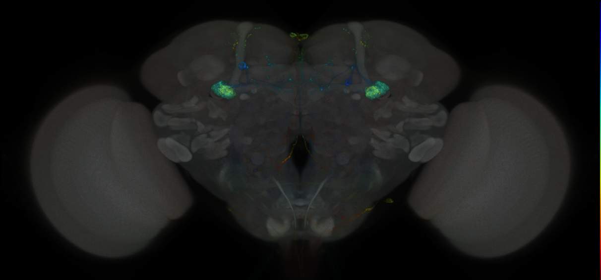 JRC_MB085C_Brain_2014_20121123_32_A1_20x
