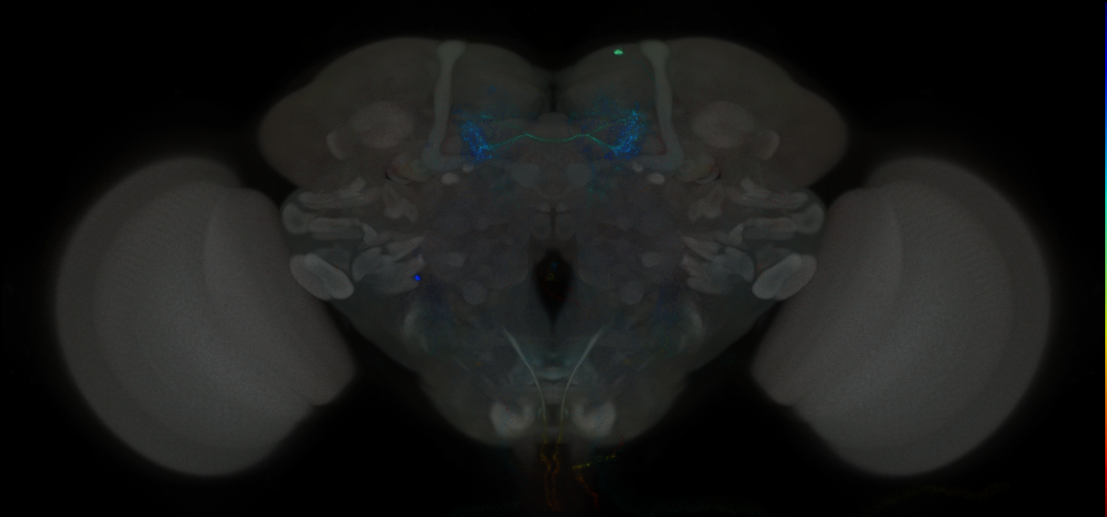 JRC_MB195B_Brain_2014_20121018_34_D4_20x