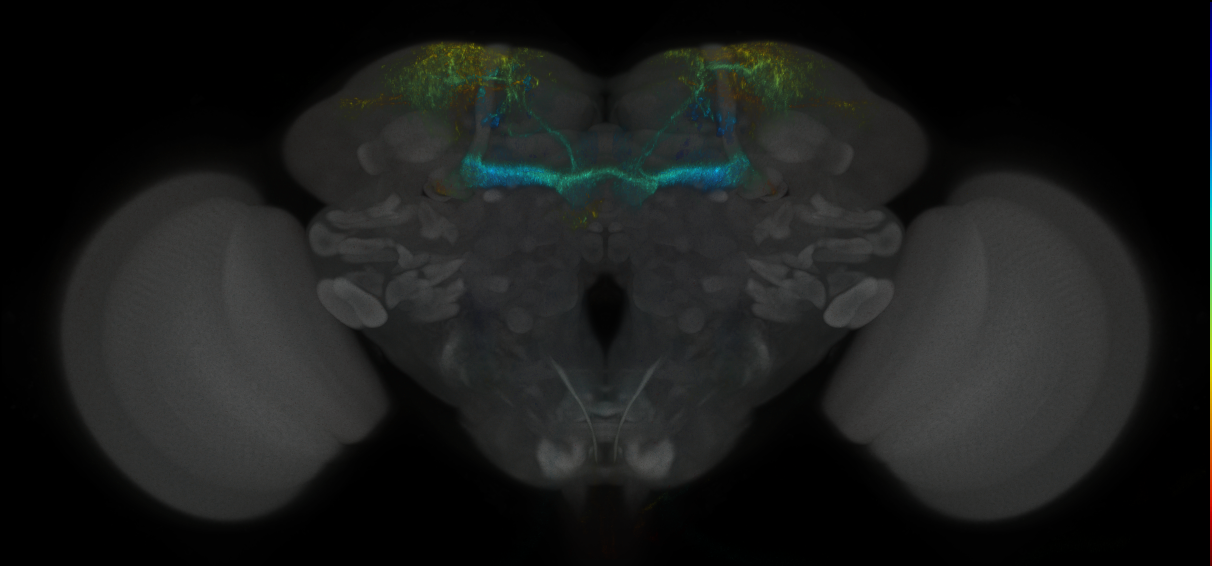 JRC_MB194B_Brain_2014_20121018_34_F1_20x