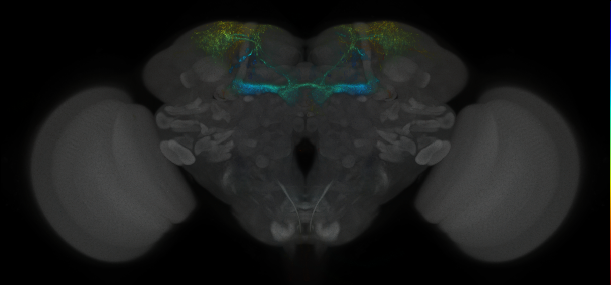 JRC_MB194B_Brain_2014_20121018_34_F2_20x