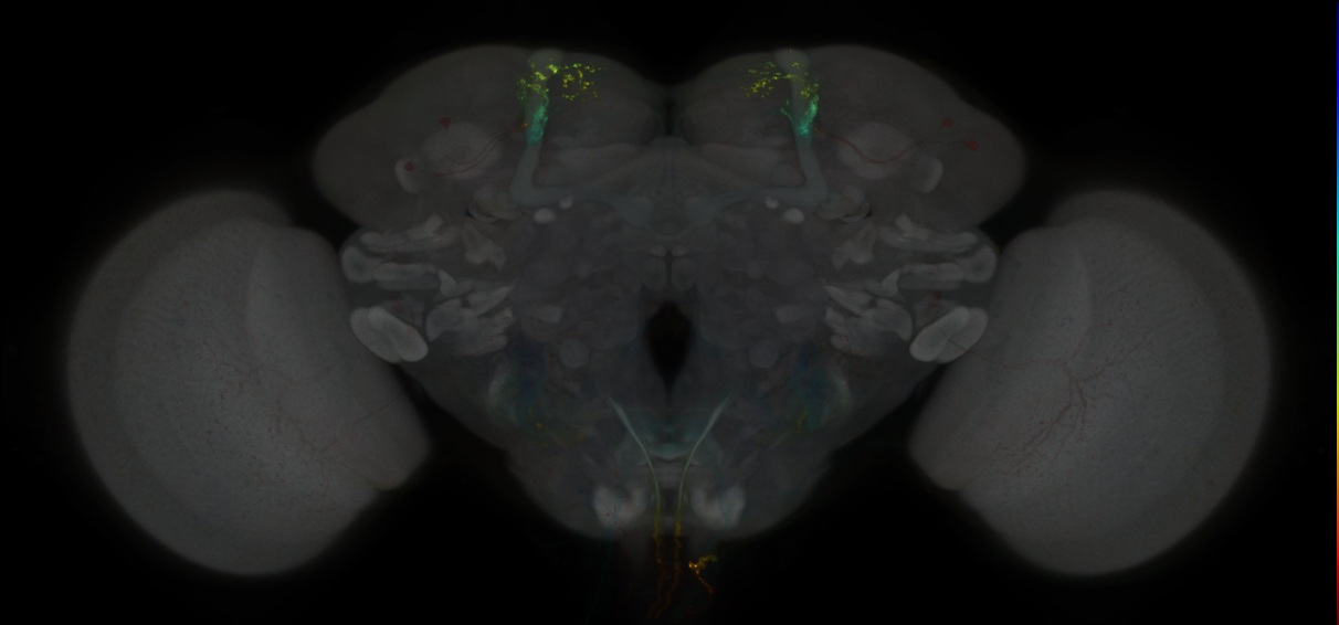 JRC_MB062B_Brain_2014_20130115_31_B4_20x