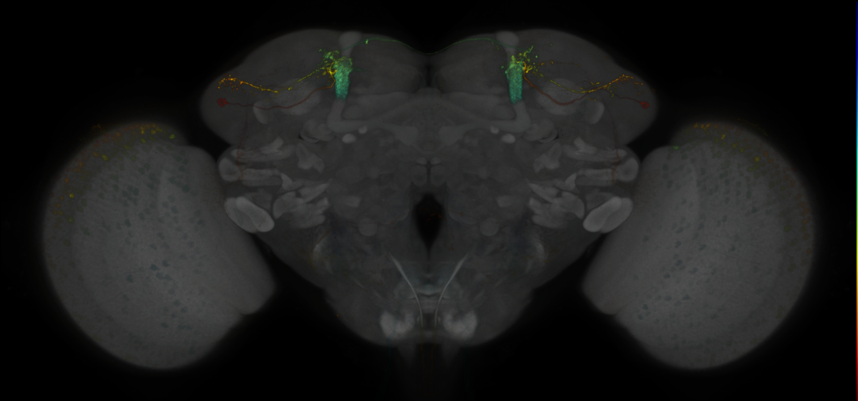 JRC_MB080C_Brain_2014_20130115_31_C1_20x
