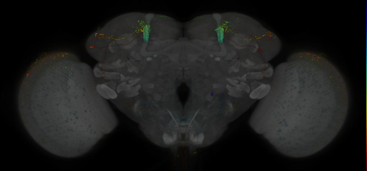 JRC_MB080C_Brain_2014_20130115_31_C2_20x