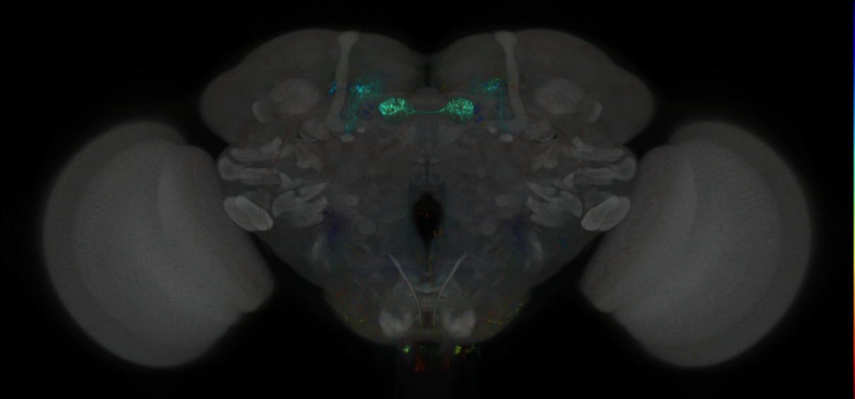 JRC_MB056B_Brain_2014_20130116_31_B4_20x