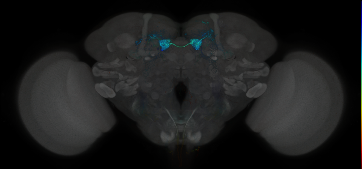 JRC_MB312C_Brain_2014_20130116_31_H4_20x
