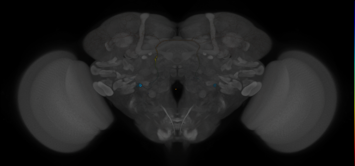 JRC_MB465C_Brain_2014_20121208_31_D4_20x