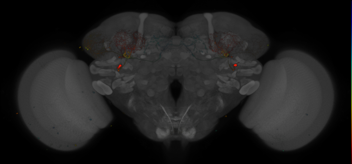 JRC_MB242A_Brain_2014_20121208_31_H1_20x