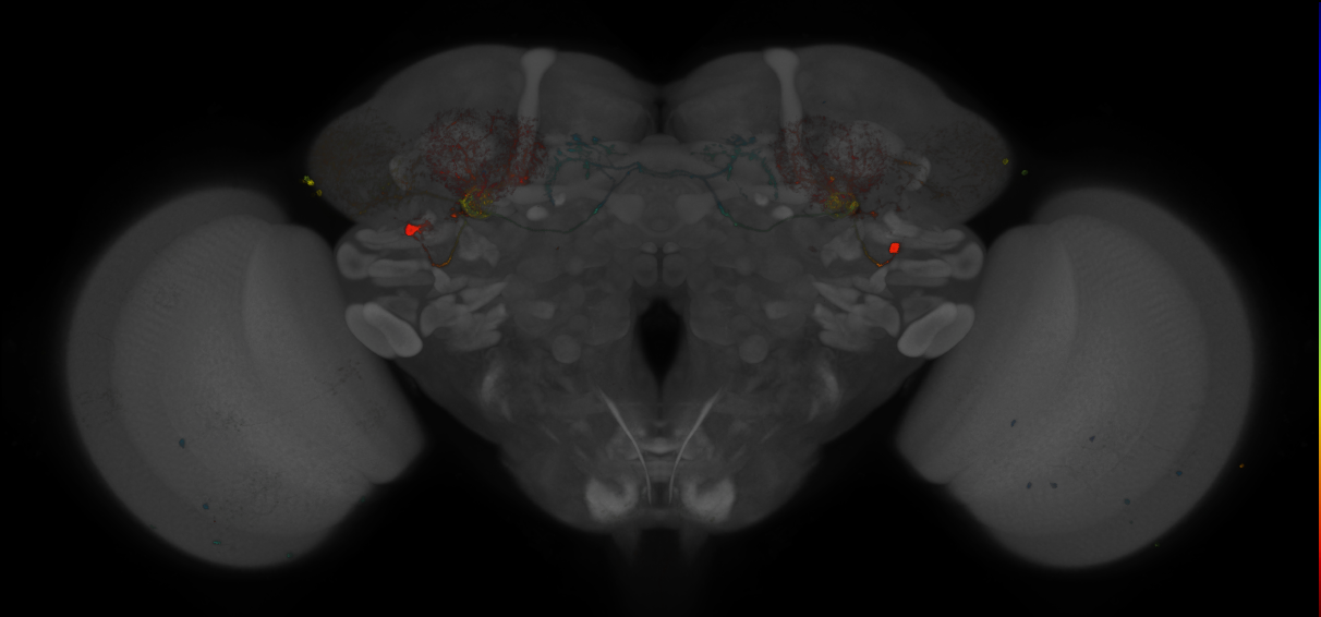 JRC_MB242A_Brain_2014_20121208_31_H4_20x