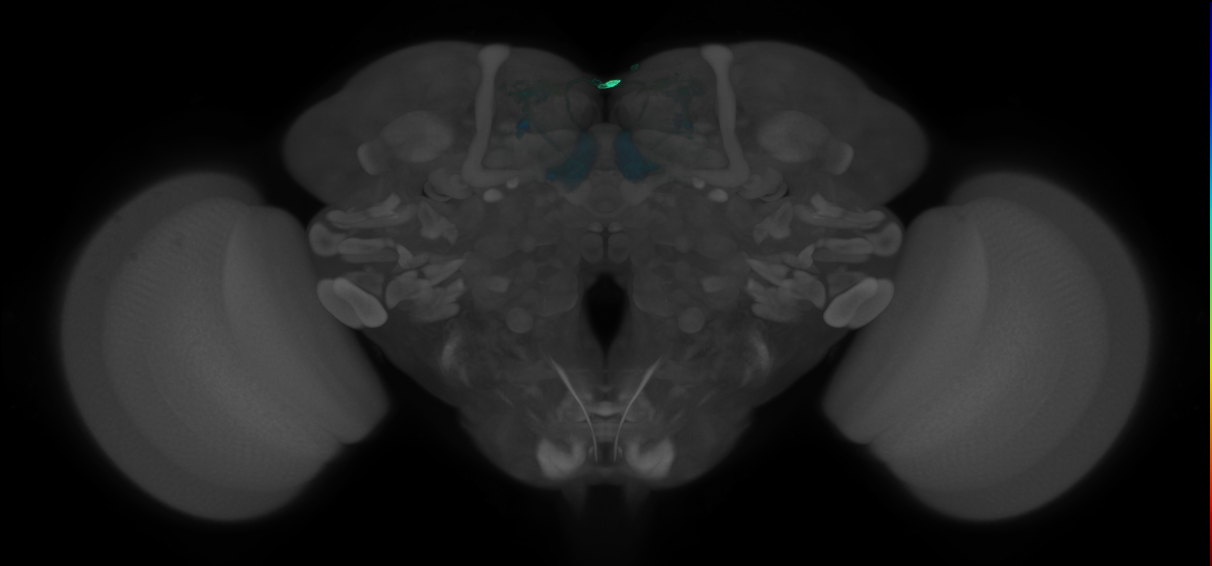 JRC_MB210B_Brain_2014_20121210_31_B4_20x