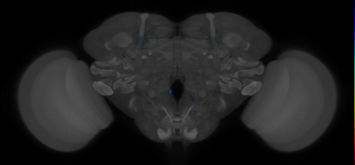 JRC_MB077B_Brain_2014_20121210_31_E4_20x