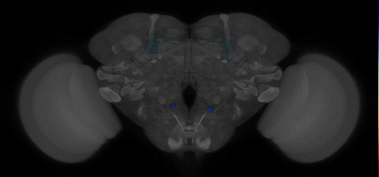 JRC_MB051B_Brain_2014_20121210_31_F3_20x
