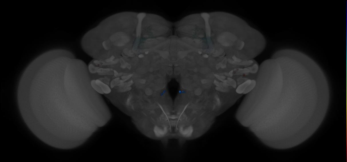 JRC_MB051B_Brain_2014_20121210_31_F5_20x