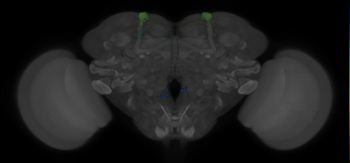JRC_MB082C_Brain_2014_20121210_31_G1_20x