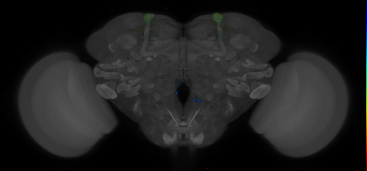 JRC_MB082C_Brain_2014_20121210_31_G3_20x