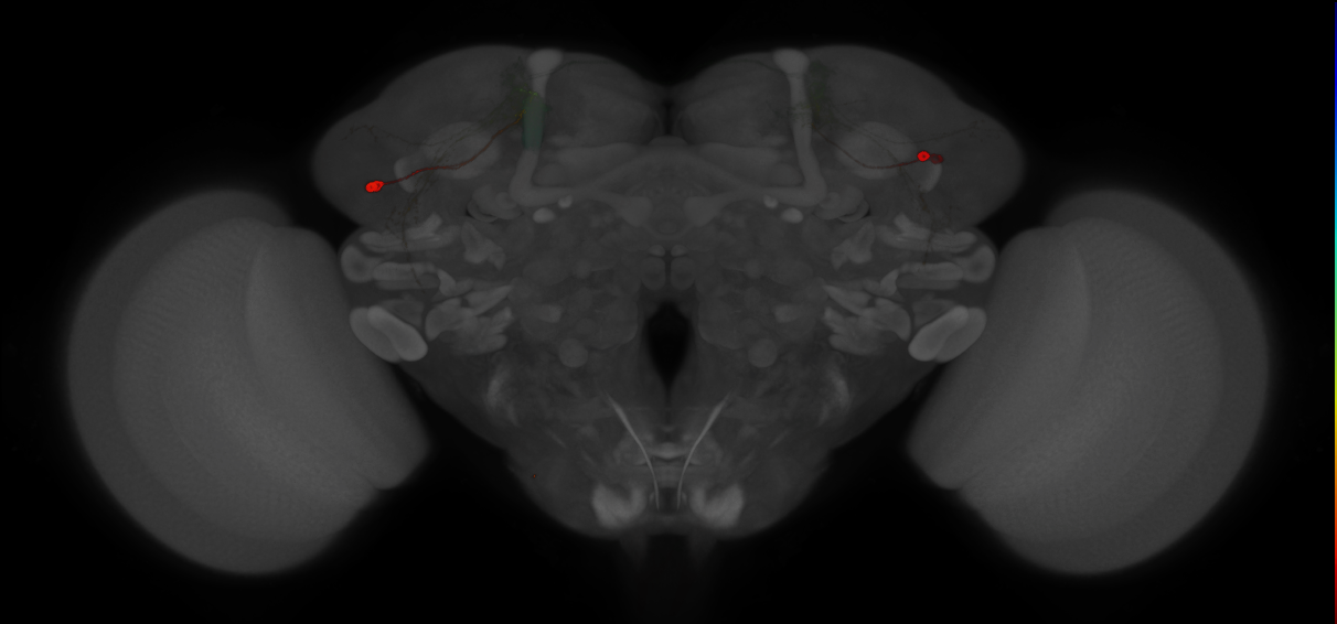 JRC_MB549C_Brain_2014_20121210_32_D4_20x