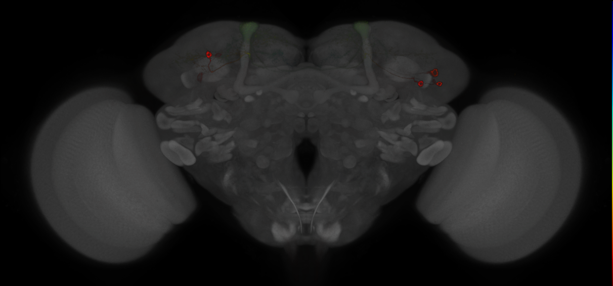 JRC_MB060B_Brain_2014_20121210_33_E3_20x