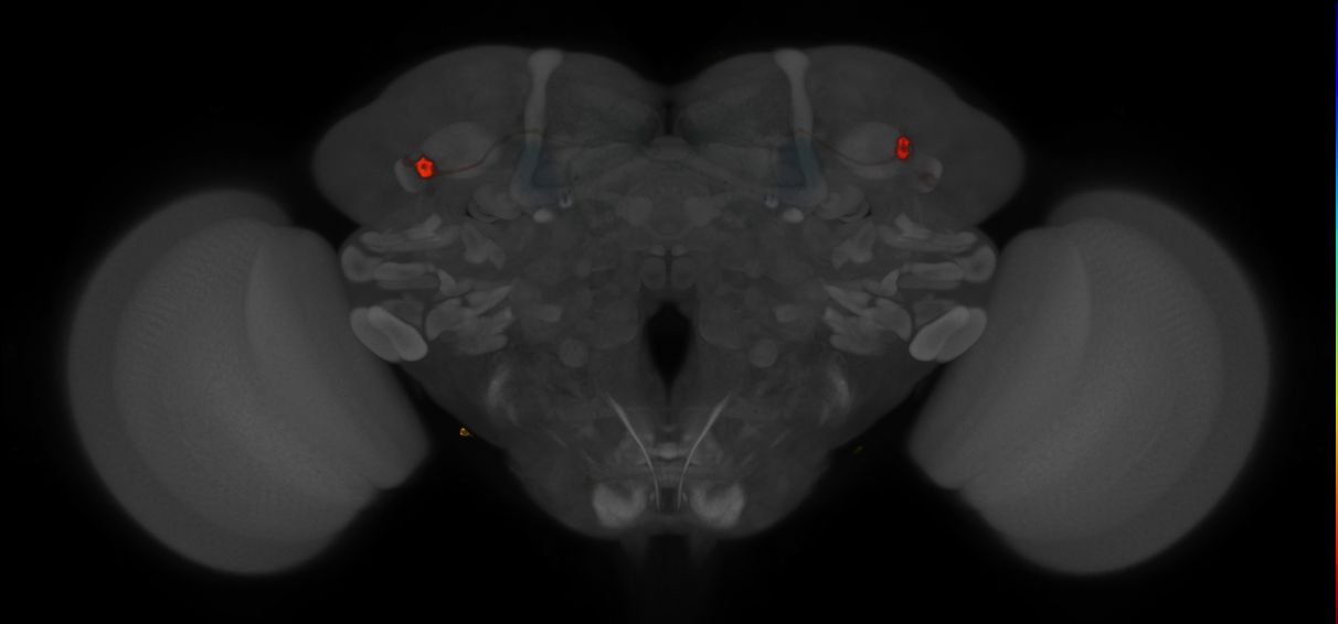 JRC_MB296B_Brain_2014_20121210_33_G1_20x