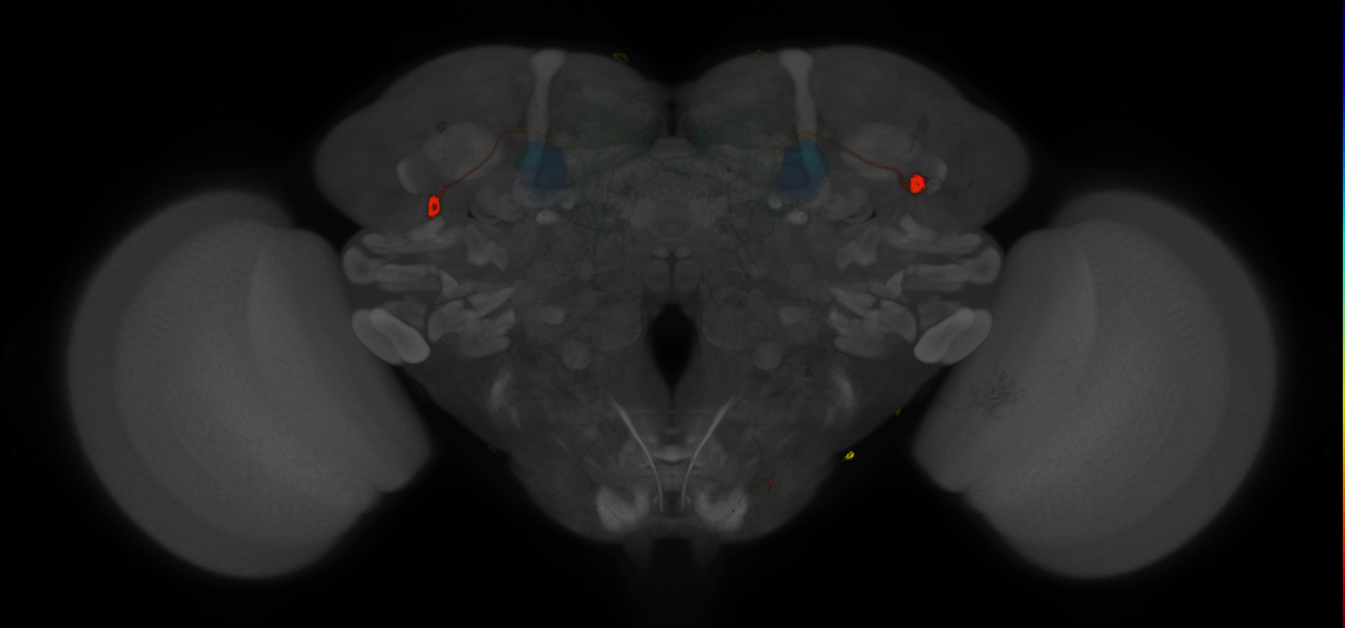 JRC_MB296B_Brain_2014_20121210_33_G3_20x