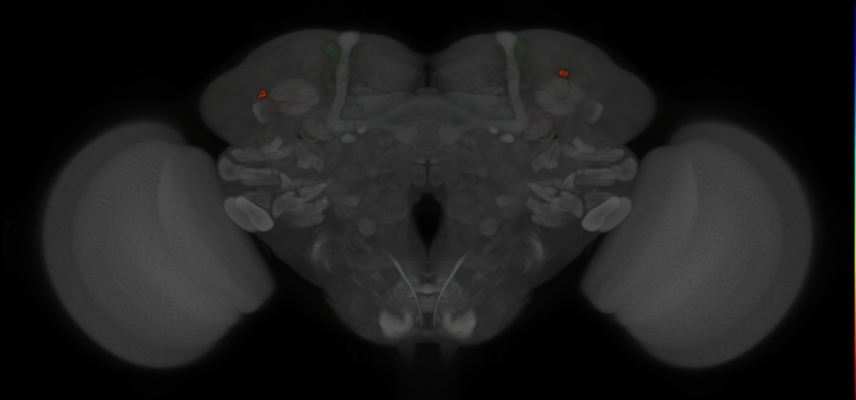 JRC_MB304B_Brain_2014_20121210_33_J2_20x