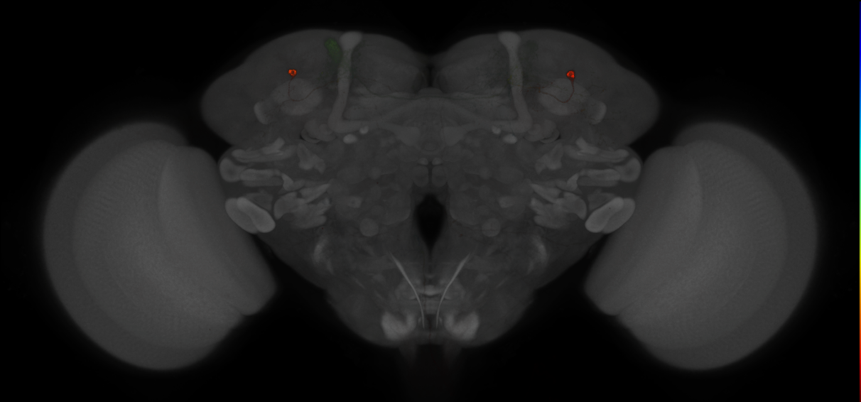 JRC_MB308B_Brain_2014_20121210_33_K4_20x