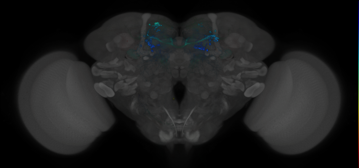 JRC_MB042B_Brain_2014_20121212_31_B3_20x