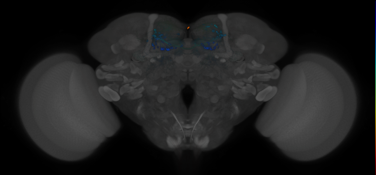 JRC_MB196B_Brain_2014_20121212_31_C1_20x
