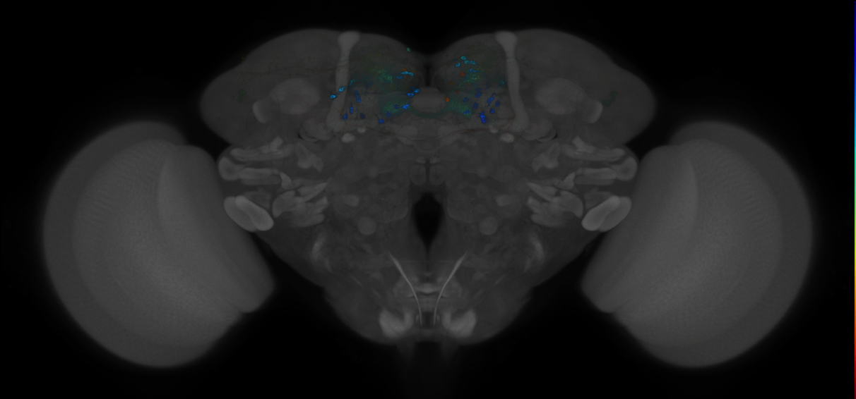JRC_MB316B_Brain_2014_20121212_31_G3_20x