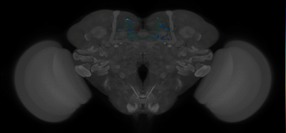 JRC_MB316B_Brain_2014_20121212_31_G4_20x