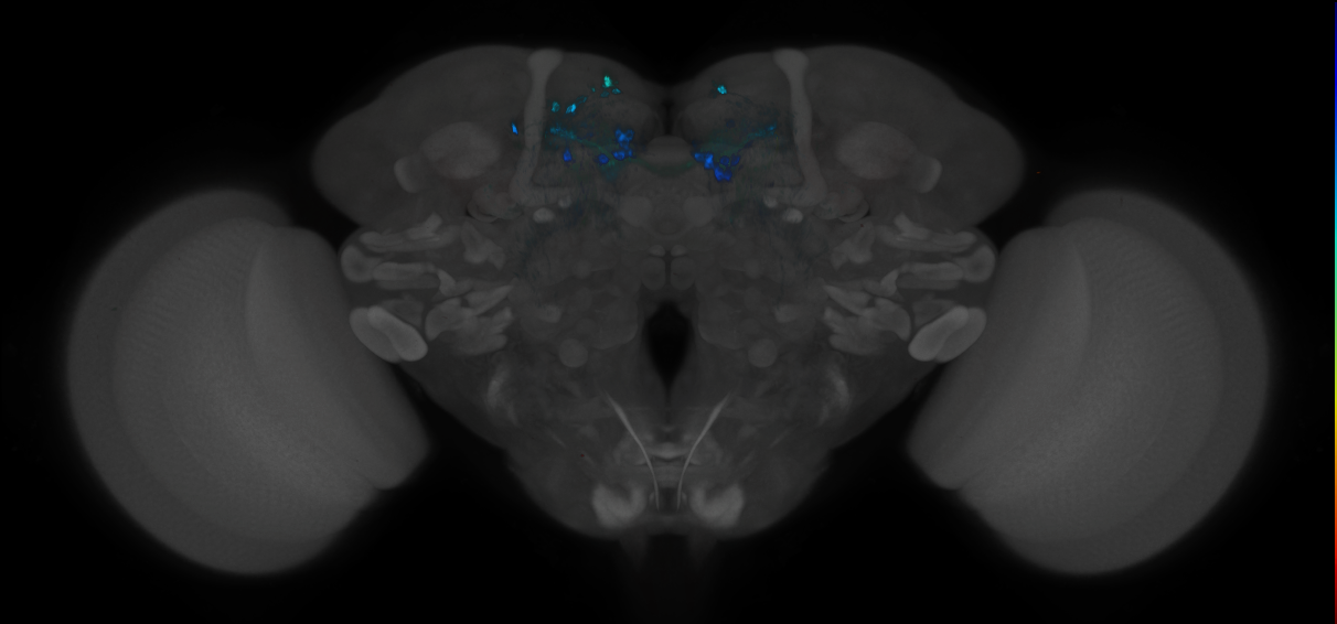 P{R10G03-GAL4.DBD} ∩ P{R58E02-p65.AD} expression pattern