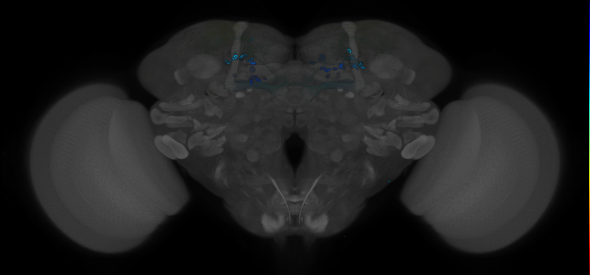 JRC_MB194B_Brain_2014_20121212_31_I2_20x