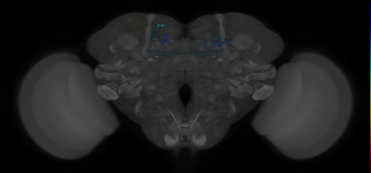 JRC_MB194B_Brain_2014_20121212_31_I4_20x